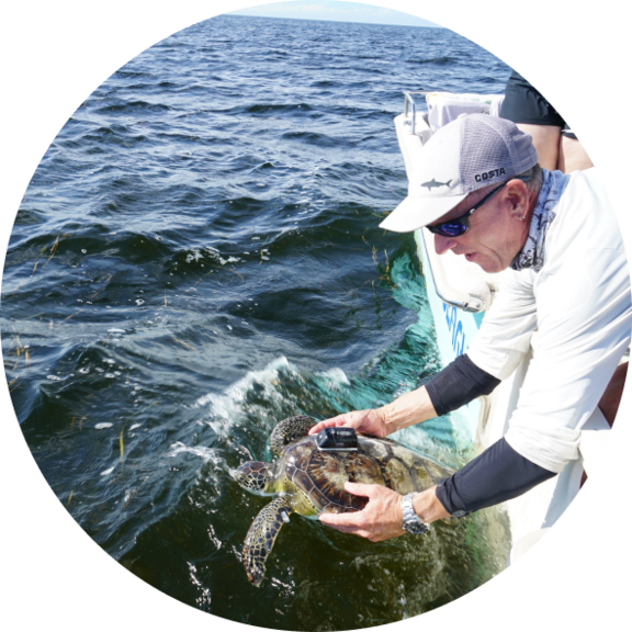 Sea turle